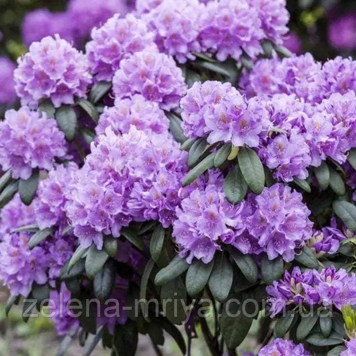 Рододендрон катевбінський Грандіфлорум (Grandiflorum)