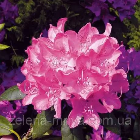 Рододендрон Розеум Елеганс Roseum Elegans