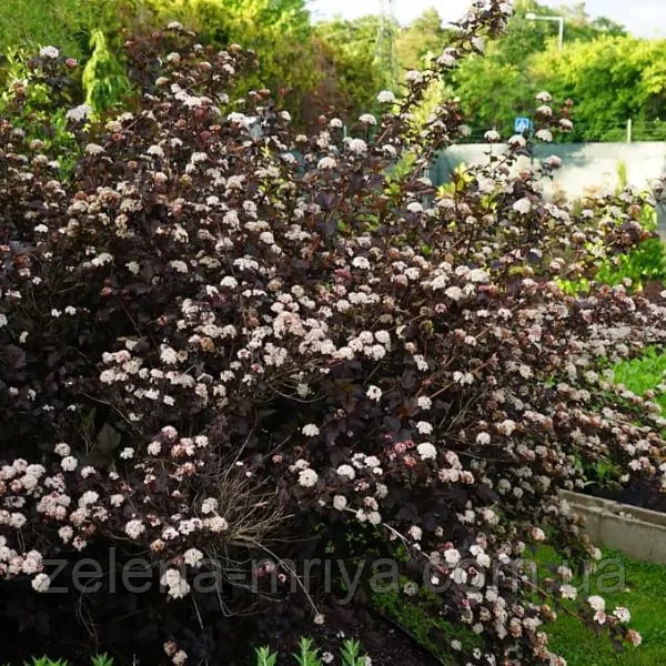 Пухироплідник «Сатч» (Physocarpus opulifolius ‘Such’)