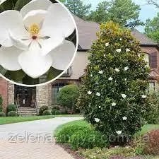 Магнолія вічнозелена "Grandiflora"