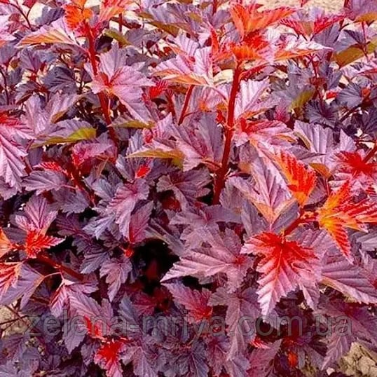 Пухироплідник «Літл Енджел» (Physocarpus opulifolius ‘Little Angel’)