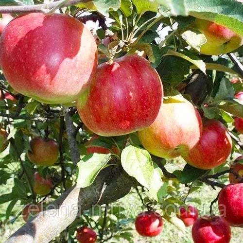 Яблуня "Айдаред" (зимовий сорт) ЗКС