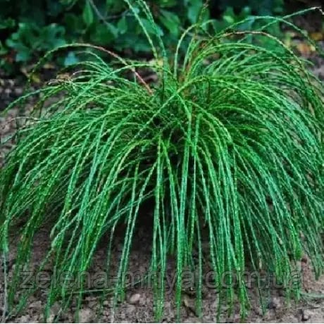Туя «Віпкорд» (Thuja plicata ‘Whipcord’)