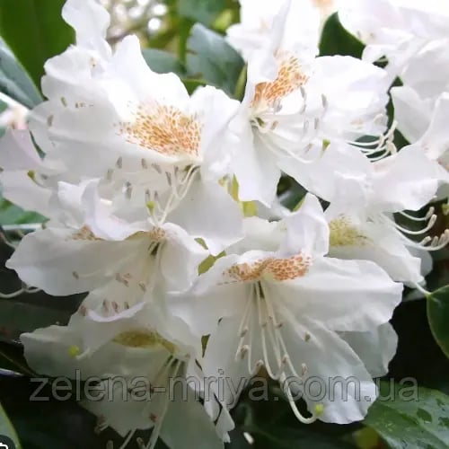 Рододендрон гібридний Cunningham's White