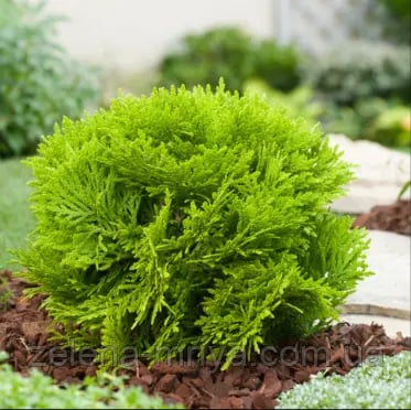 Туя західна «Мір'ям» (Thuja occidentalis 'Mirjam')