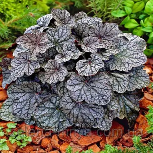 Гейхера 'Гліттер' (Heuchera 'Glitter')