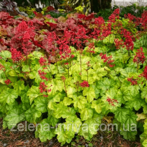 Гейхера 'Токіо' (Heuchera 'Tokyo') 3л