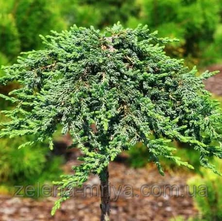 Ялівець звичайний "Грін Мантл" (Green Mantle) на штамбі
