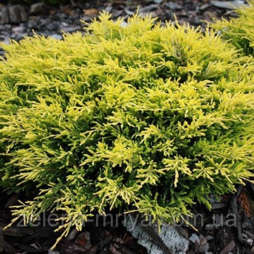 Ялівець горизонтальний Лаймглоу (Lime Glow) 5л