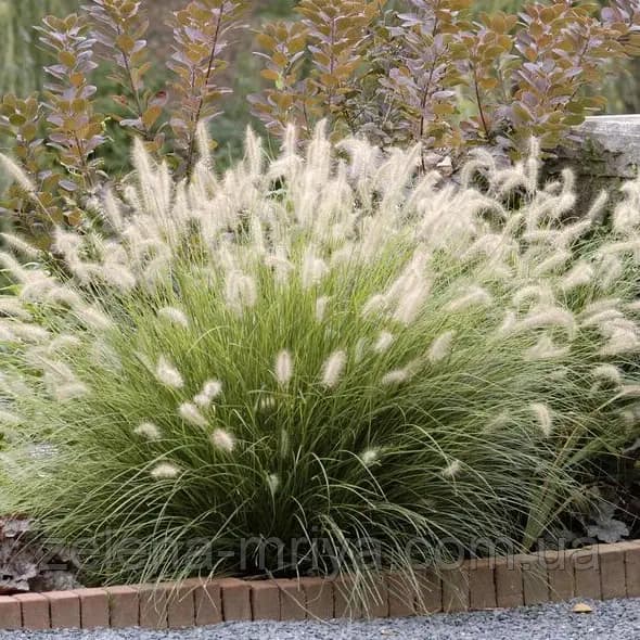 Пеннісетум 'Хамельн' (Pennisetum alopecuroides 'Hameln')