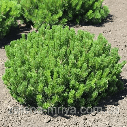 Сосна гірська Мугус / Pinus mugo Mughus 5л