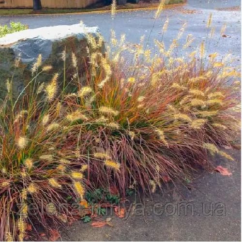 Пеннісетум 'Бургунді Банні' (Pennisetum alopecuroides 'Burgundy Bunny')