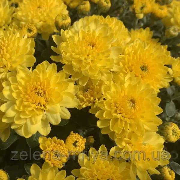 Хризантема Saragano Yellow