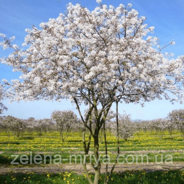 Ірга Ламарка Amelanchier lamarckii мультиштамб
