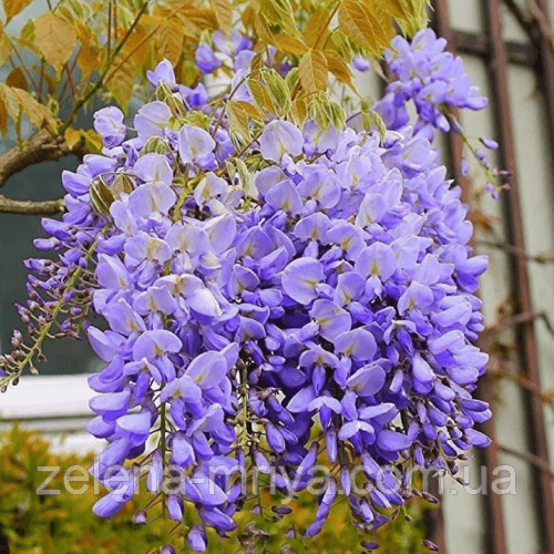 Гліцинія китайська (Sinensis) саджанець 180 см