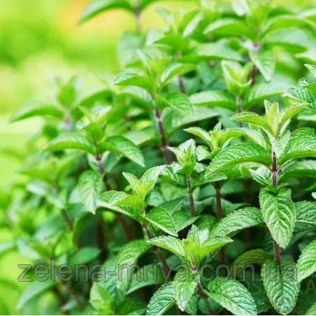 М'ята перцева (Mentha piperita)