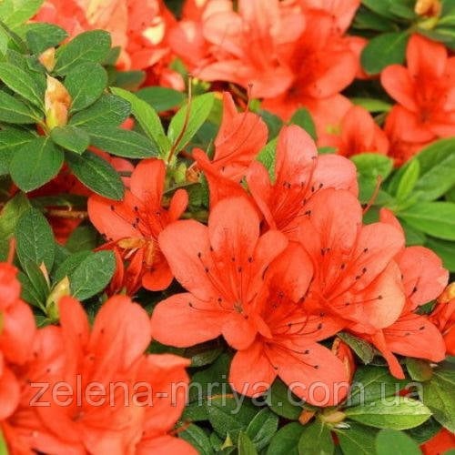Азалія японська Гейша Оранж (Geisha Orange) 4л
