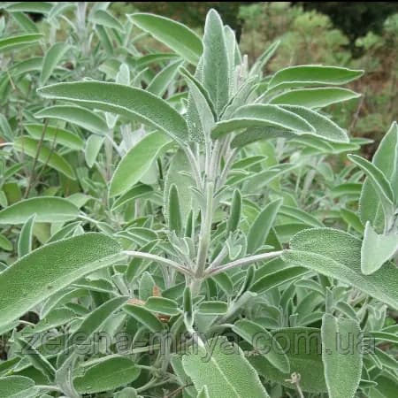Шавлія лікарська (Salvia officinalis)