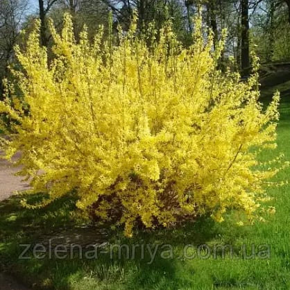 Форзиція середня/ Forsythia intermedia