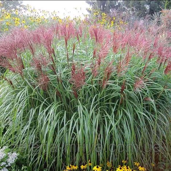 Міскантус китайський 'Ред Чіф' Miscanthus sinensis 'Red Chief'