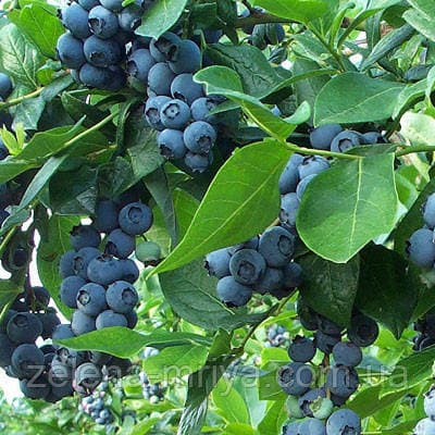 Голубика Дюк 1 рік 0,5л