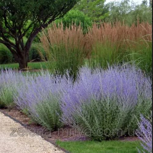 Перовскія 'Blue Spire' (Perovskia atriplicifolia 'Blue Spire')