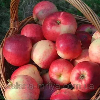 Яблуня Афродита (ранньозимовий)