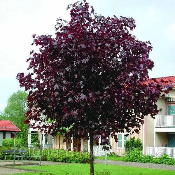 Клен гостролистий Роял Реl (Royal Red) обх.ст. 6-8, висота