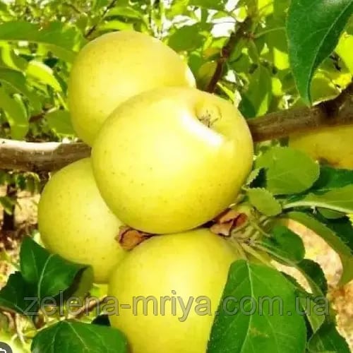 Яблуня Голден Делішес Рейнджерс (зимовий сорт)