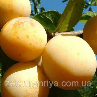 Слива Жовта Афаска (пізній сорт)