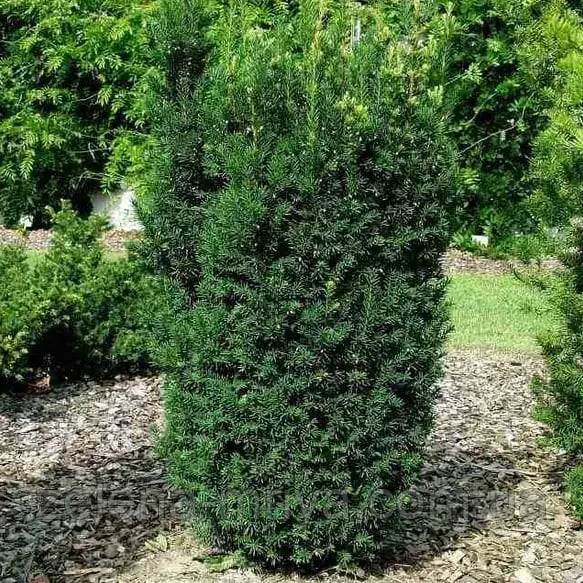 Тис середній 'Хіллі' (Taxus × media 'Hillii')