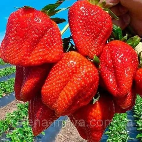 Полуниця Азія (касетна)
