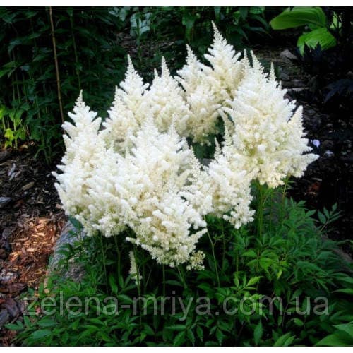 Астільба Арендса Вайт Глорія (Astilbe 'White Gloria')