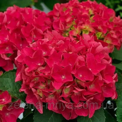 Гортензія великолиста «Брайт Ред» (Bright Red)