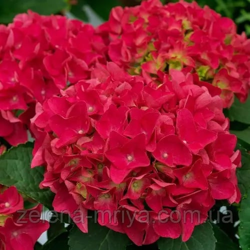 Гортензія великолиста «Брайт Ред» (Bright Red)