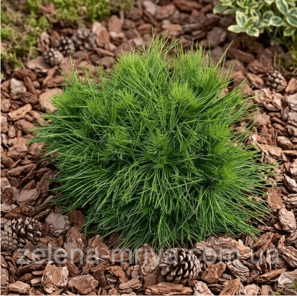 Сосна чорна «Спілберг» Pinus nigra 'Spielberg'