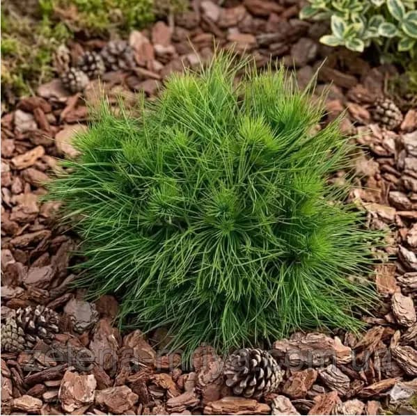 Сосна чорна «Спілберг» Pinus nigra 'Spielberg'