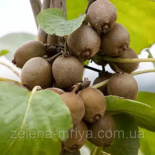 Ківі Соло (Самозапильний сорт) 1 рік