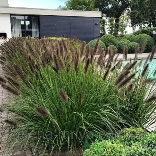 Пеннісетум лисохвостий 'Блек Бьюті' (Pennisetum alopecuroides 'Black Beauty')