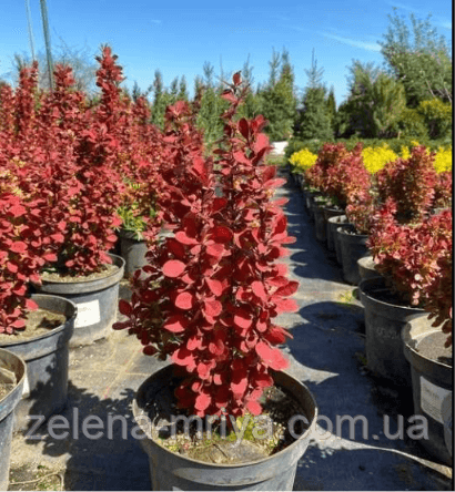 Барбарис Тунберга «Оранж Рокет» (Berberis thunbergii 'Orange Rocket')