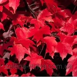 Клен червоний (Acer rubrum) обх. ст