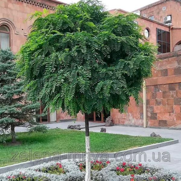 Робінія псевдоакація 'Umbraculifera' штамб 2 м