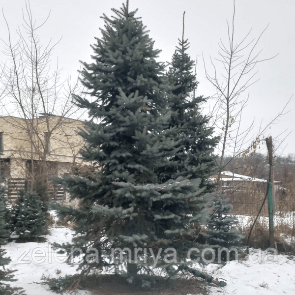 Ялина блакитна Глаука АКЦІЙНА