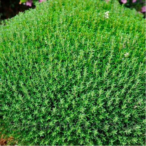 Чебрець 'Фредо' (Thymus 'Fredo')