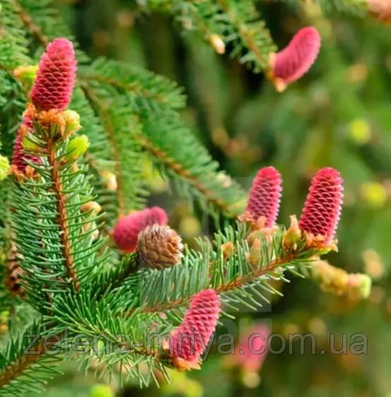 Ялина звичайна «Акрокона» (Picea abies 'Acrocona')