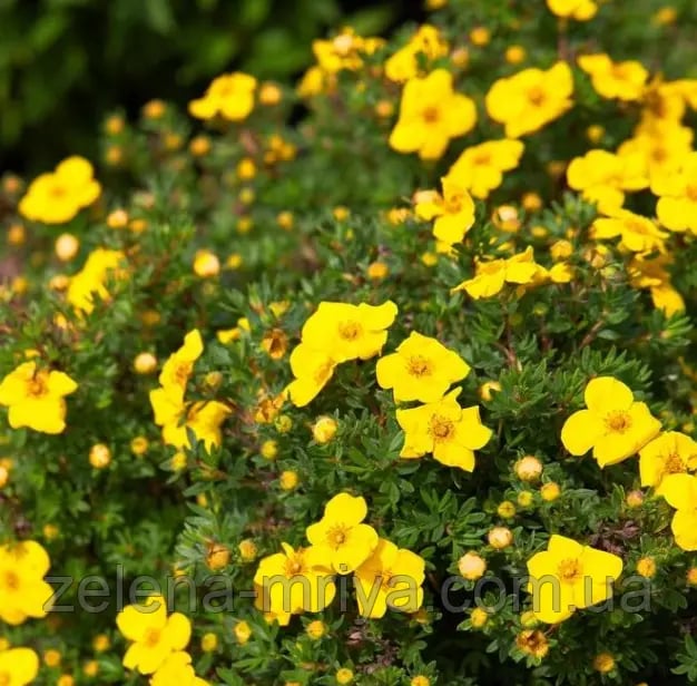 Перстач чагарниковий Кобольд (Potentilla fruticosa 'Kobold')