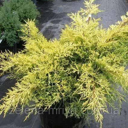 Ялівець віргінський Голден Спрінг (Golden Spring)