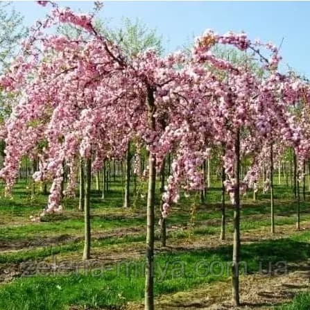 Сакура Кіку-Шідаре, плакуча форма на штамбі