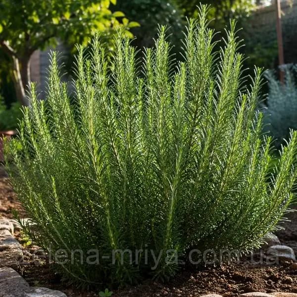 Розмарин лікарський (Rosmarinus officinalis)