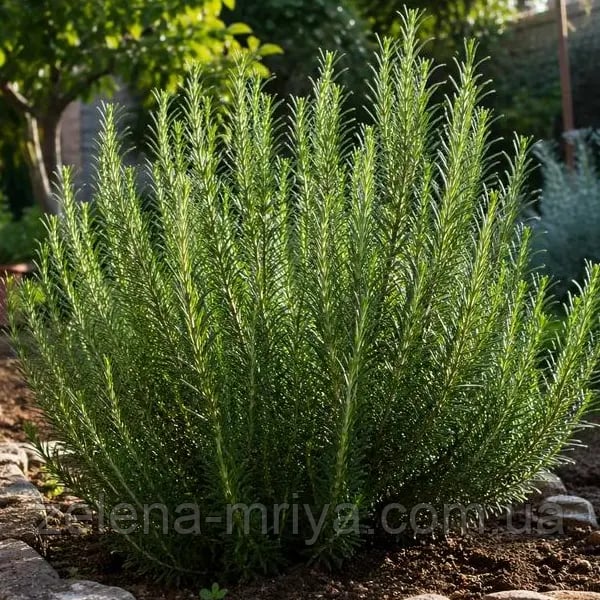 Розмарин лікарський (Rosmarinus officinalis)